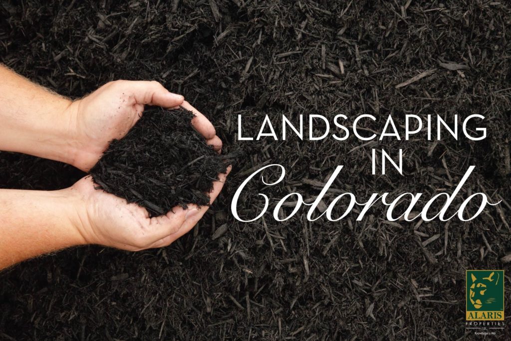 landscaping in a dry climate